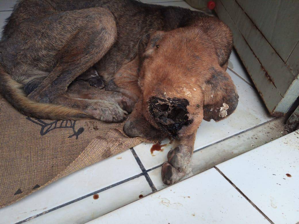 A recompensa de Luiz por defender sua casa e família foi abandono e morte